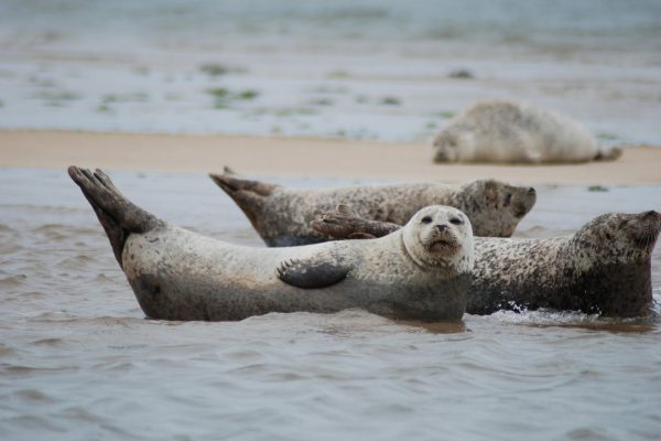 seals-2495244_1920 seals-2495244_1920