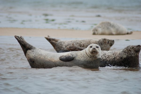 seals-2495244_1920